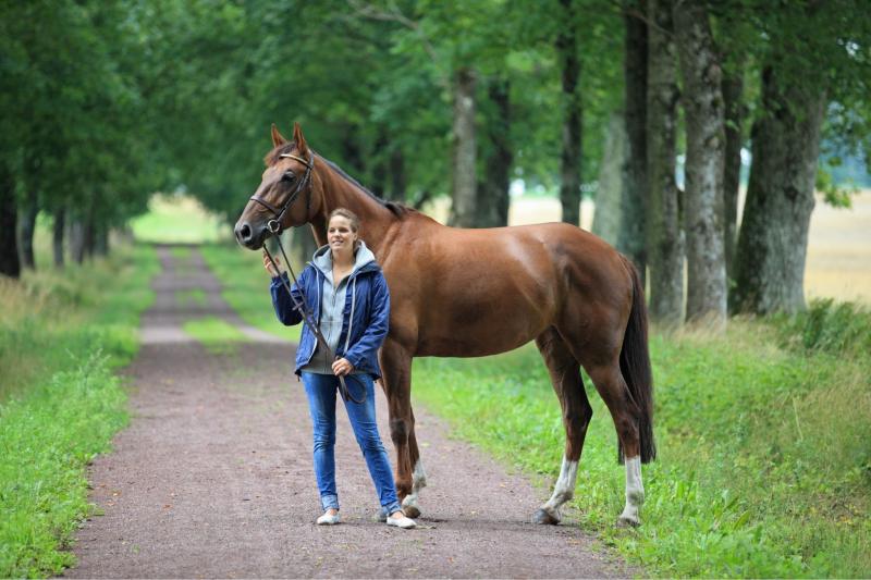 6. Clydesdale