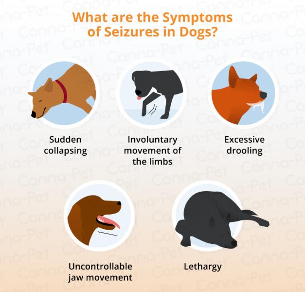 Padaczka u psów: rodzaje, objawy, przyczyny i leczenie