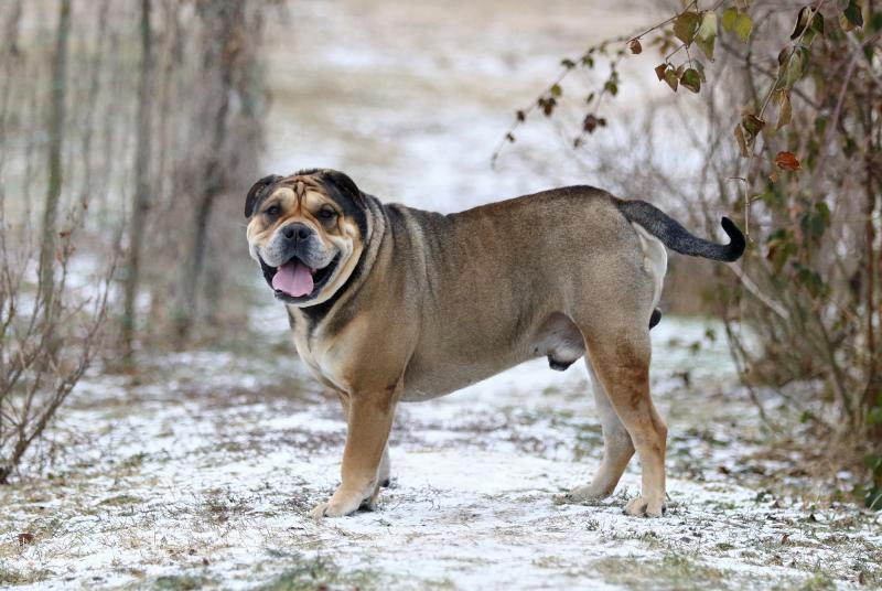 Majorka Mastiff Przewodnik po rasach psów: Informacje, zdjęcia, pielęgnacja i więcej!