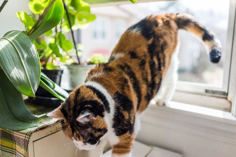 Dlaczego mój kot zjada moje rośliny?