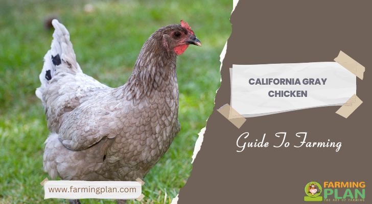 Szybkie fakty na temat kurczaka California Grey