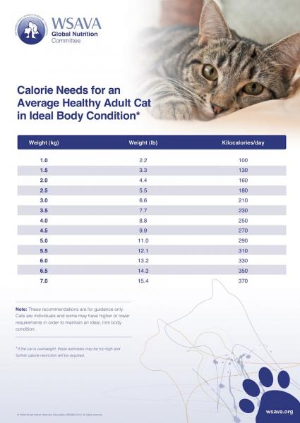 Ile kalorii potrzebuje kot? Z łatwym w użyciu kalkulatorem