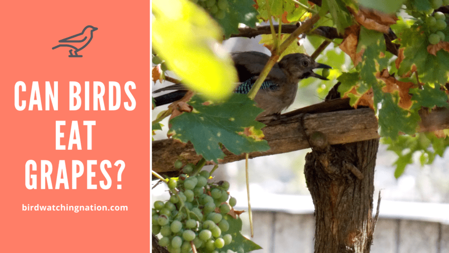 Ile winogron może zjeść ptak?