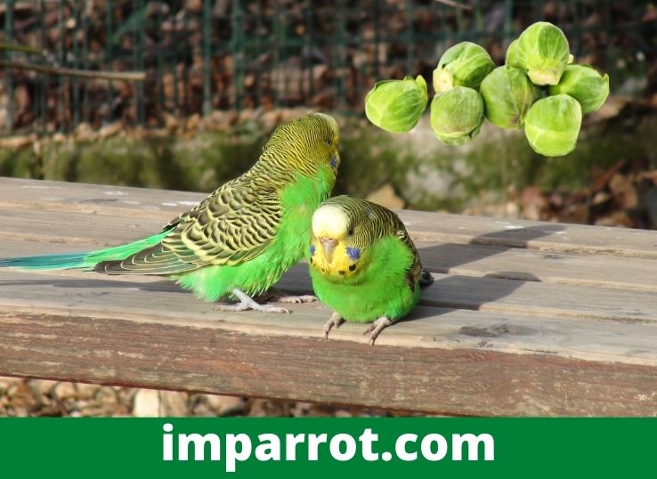 Czy należy karmić papużki sałatą, jeśli są odwodnione?