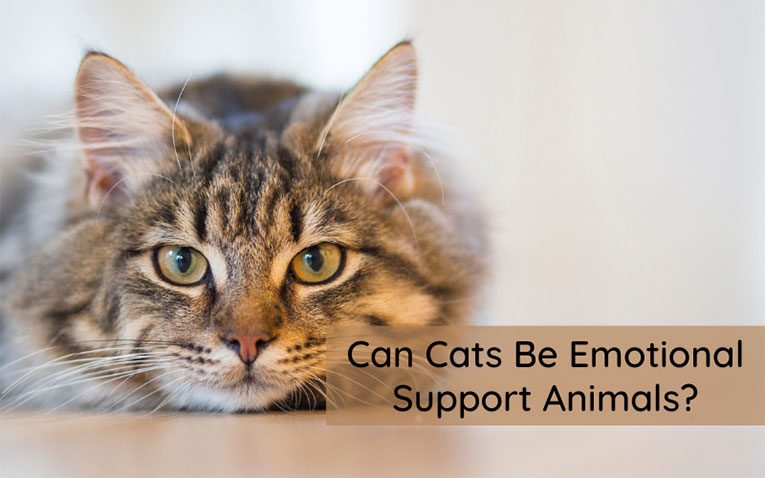 Czy koty mogą być zwierzętami wspierającymi emocjonalnie? Fakty, korzyści i najczęściej zadawane pytania