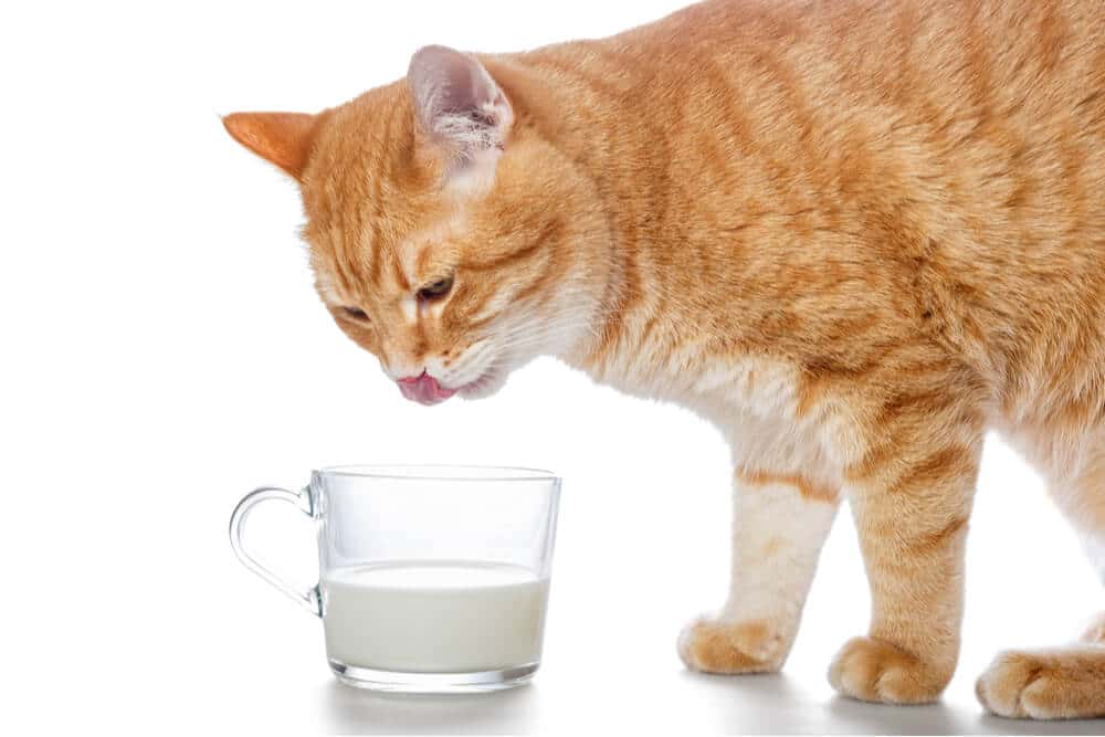 Które składniki mleka sojowego są toksyczne dla kotów?