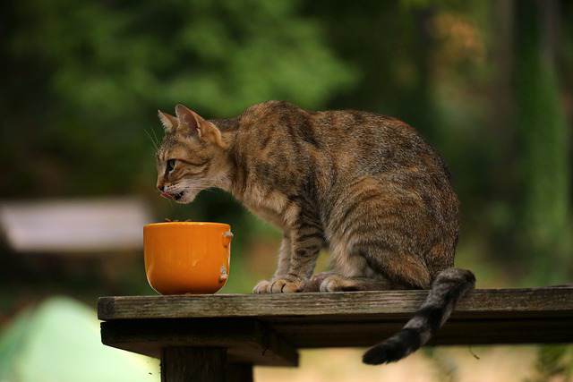 Czy koty mogą pić wodę z tuńczyka?