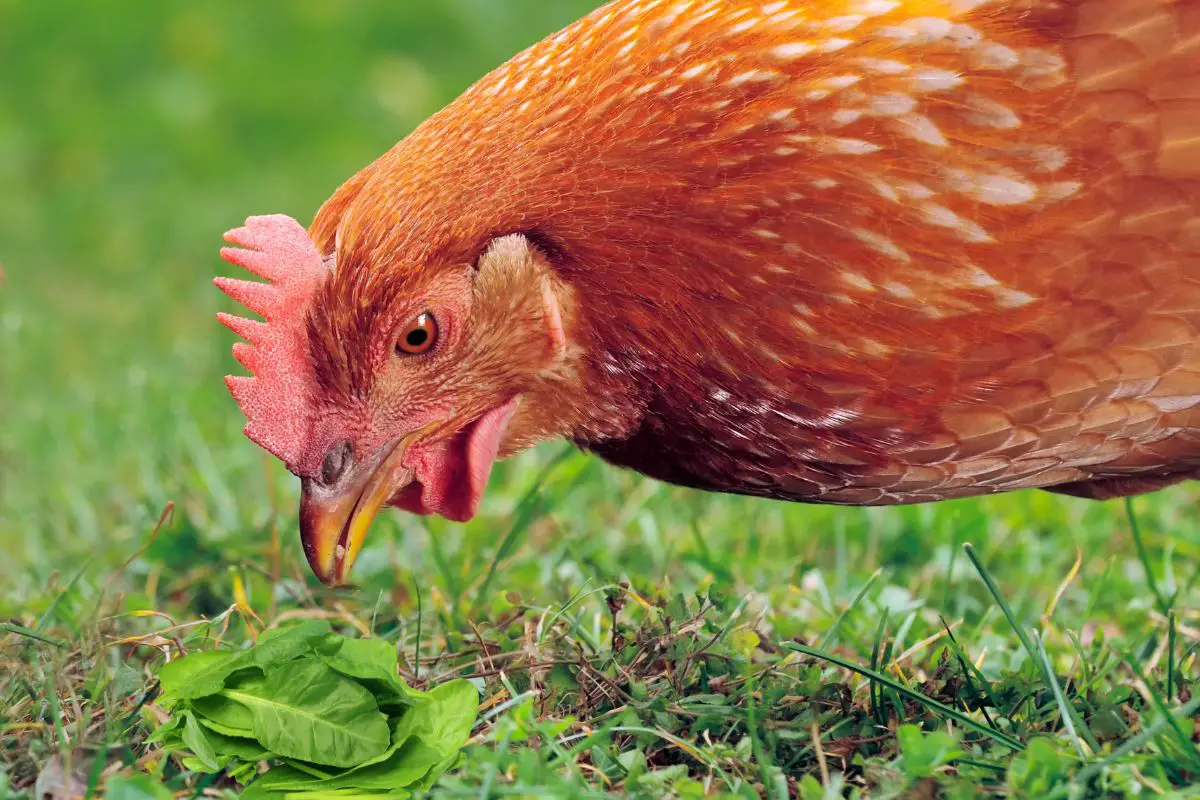 Czy kurczaki mogą jeść szpinak?