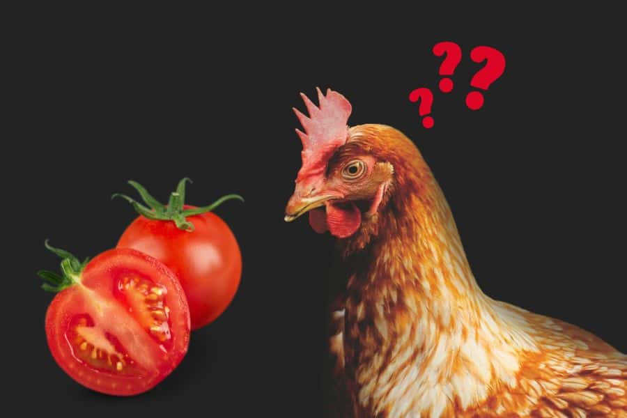 Jak często podawać kurczakom pomidory?