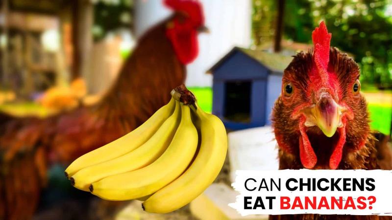 Czynniki wpływające na zdolność ptaków do jedzenia bananów