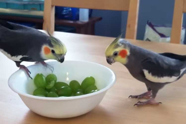 Czy mój kakadu może jeść winogrona?