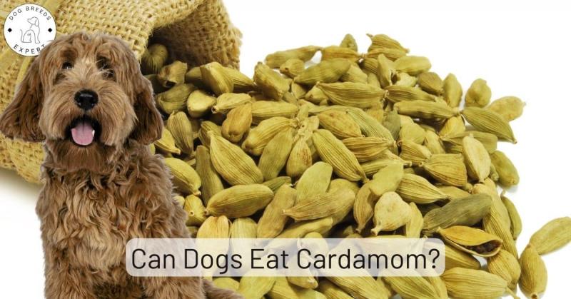 Czy karmienie psa kardamonem niesie ze sobą ryzyko?