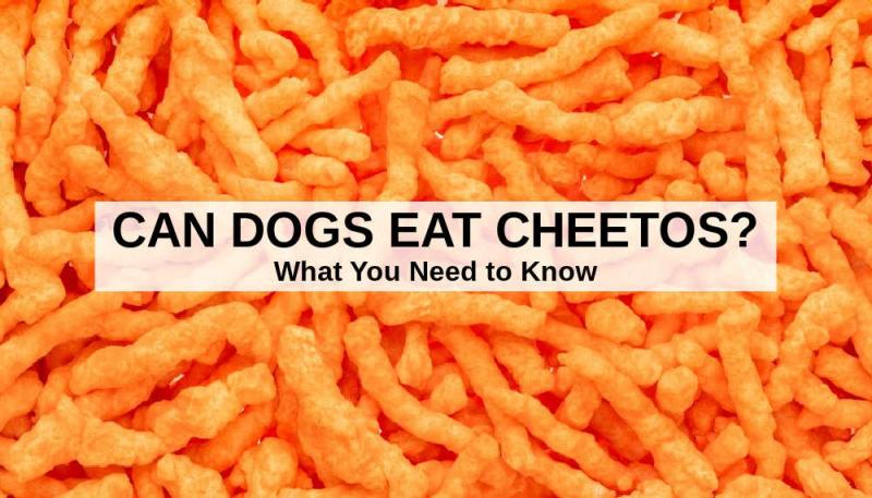 Dlaczego Cheetos są szkodliwe dla psów?