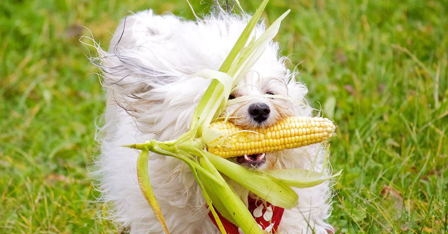 Czy psy mogą jeść skrobię kukurydzianą? Przewodnik żywieniowy zatwierdzony przez weterynarza i często zadawane pytania