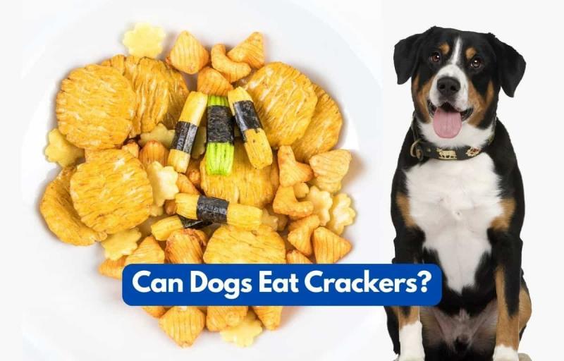Czy psy mogą jeść krakersy Ritz? Fakty i przewodnik bezpieczeństwa sprawdzone przez weterynarza
