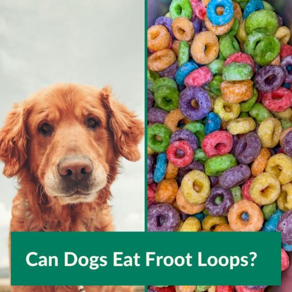 Tabela: Plusy i minusy karmienia psów Froot Loops