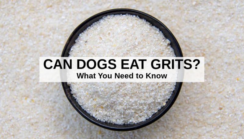 Alternatywne opcje karmienia psa grysem