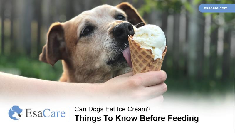 Co zrobić, jeśli mój pies zje lody?