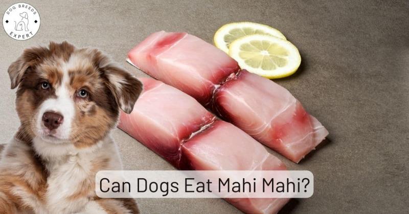 Mahi Mahi jako część zdrowej diety