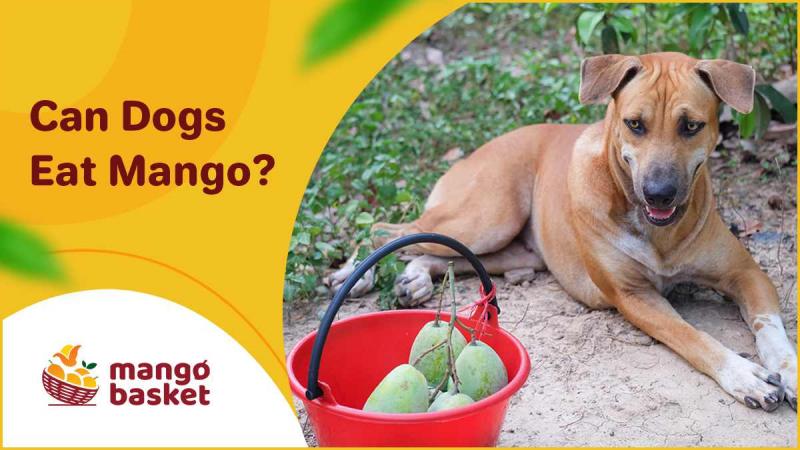 Czy mango jest dobre dla psów?