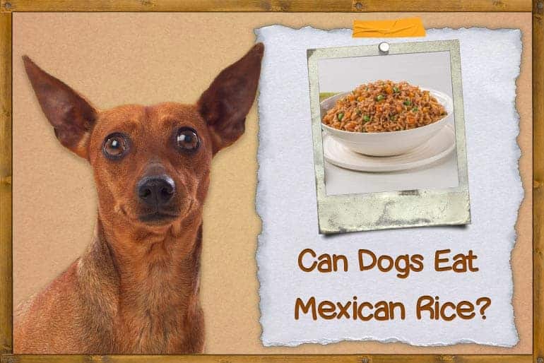 Czy psy mogą jeść ryż meksykański? Fakty potwierdzone przez weterynarza