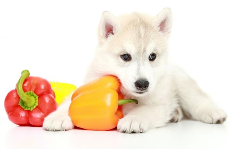 Czy psy mogą jeść papryczki jalapeno? Fakty zdrowotne potwierdzone przez weterynarza