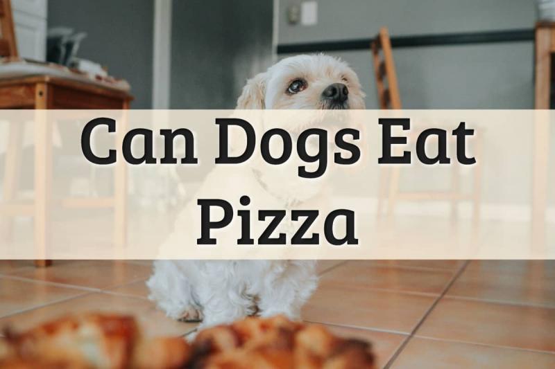 Czy psy mogą jeść pizzę? Fakty żywieniowe sprawdzone przez weterynarza i często zadawane pytania