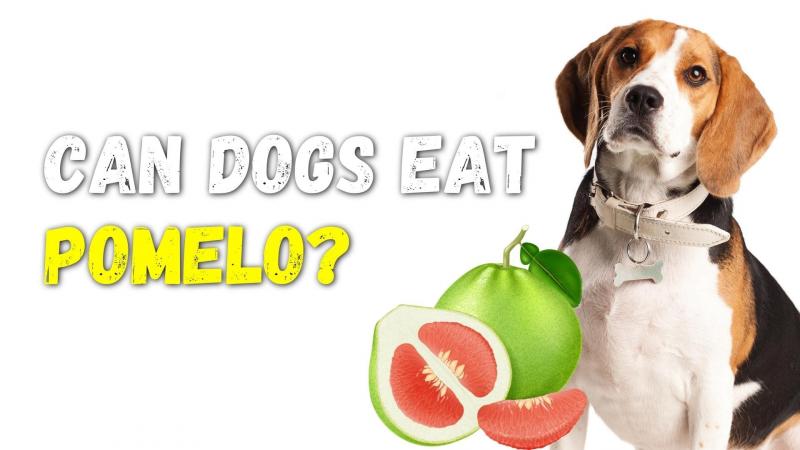 Czy psy mogą jeść pomelo? Korzyści i zagrożenia zweryfikowane przez weterynarza