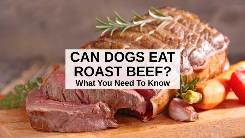 Czy psy mogą jeść pieczeń wołową? Fakty i najczęściej zadawane pytania zatwierdzone przez weterynarza