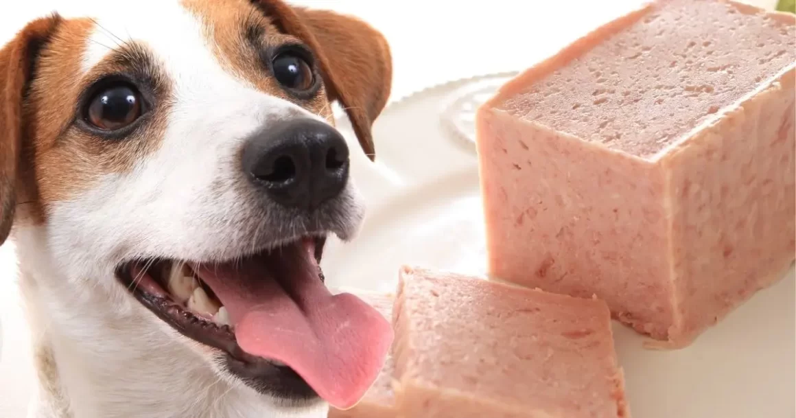 Czy psy mogą jeść spam? Zatwierdzone przez weterynarza fakty żywieniowe i często zadawane pytania