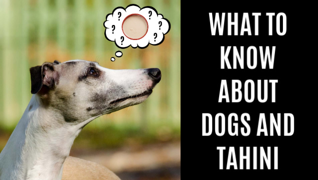 Czy psy mogą jeść tahini? Fakty sprawdzone przez weterynarza i często zadawane pytania