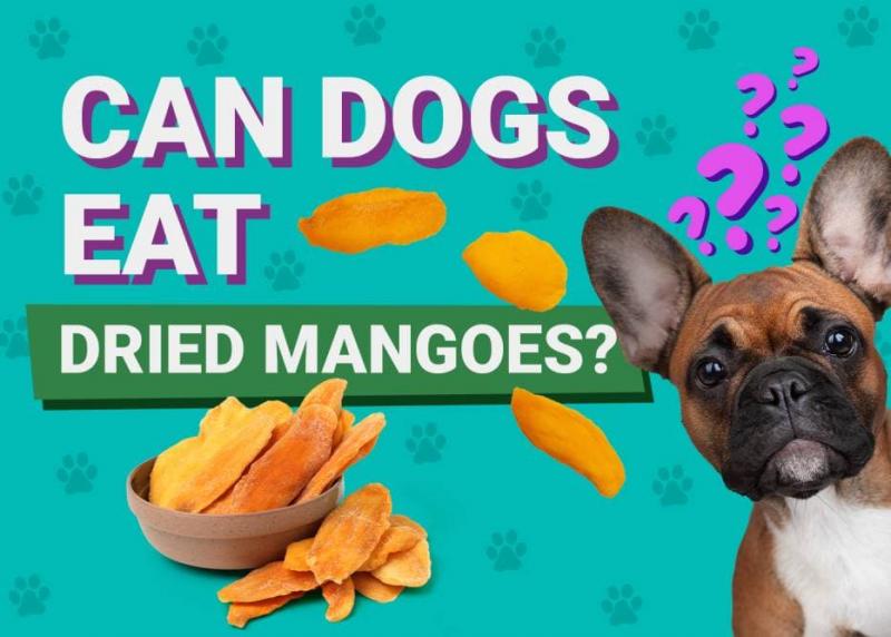 Czy mango może szkodzić psom?