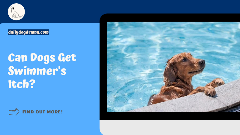 Typowe objawy świądu pływaka u psów obejmują: