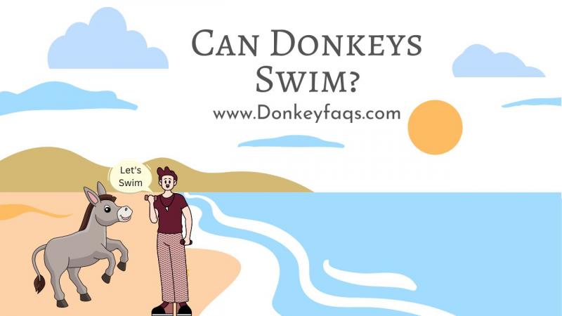 Czy osły potrafią pływać i lubią wodę? Fakty i najczęściej zadawane pytania