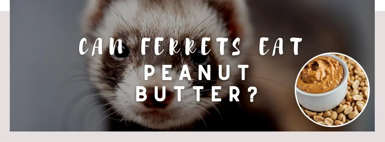 Czy fretki mogą jeść masło orzechowe? Fakty i informacje o wartościach odżywczych