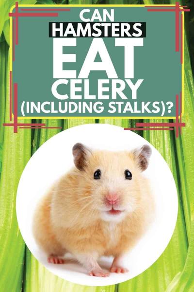 Czy chomiki mogą jeść seler? Fakty żywieniowe & FAQ