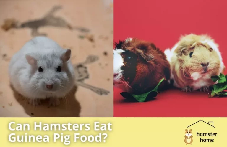 Dlaczego chomiki nie mogą jeść karmy dla świnek morskich?