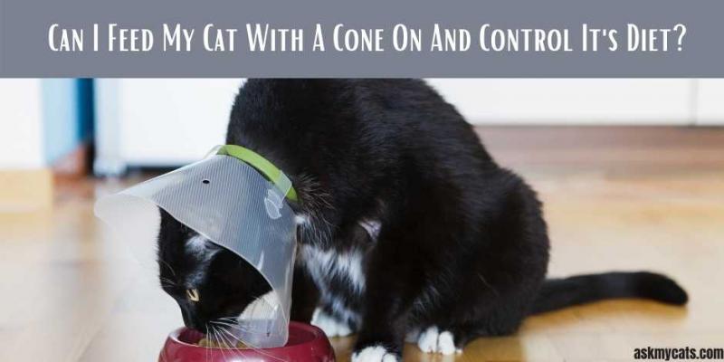 Czy powinieneś zostawić kota samego, gdy ma na sobie rożek?