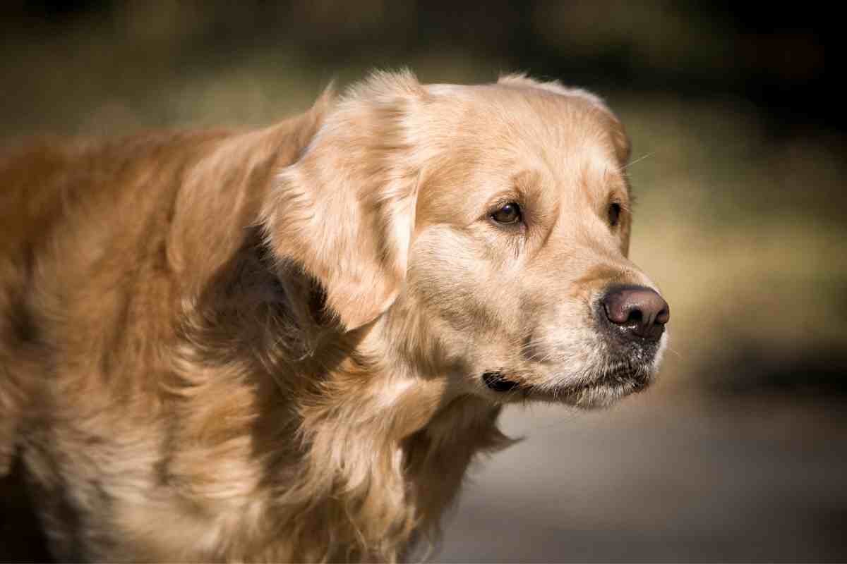 Czy golden retrievery są dobrymi psami stróżującymi? Powody i fakty