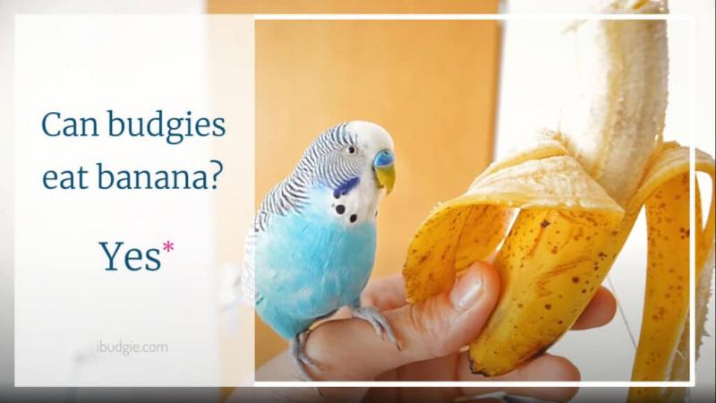 Czy papużki faliste mogą jeść banany?
