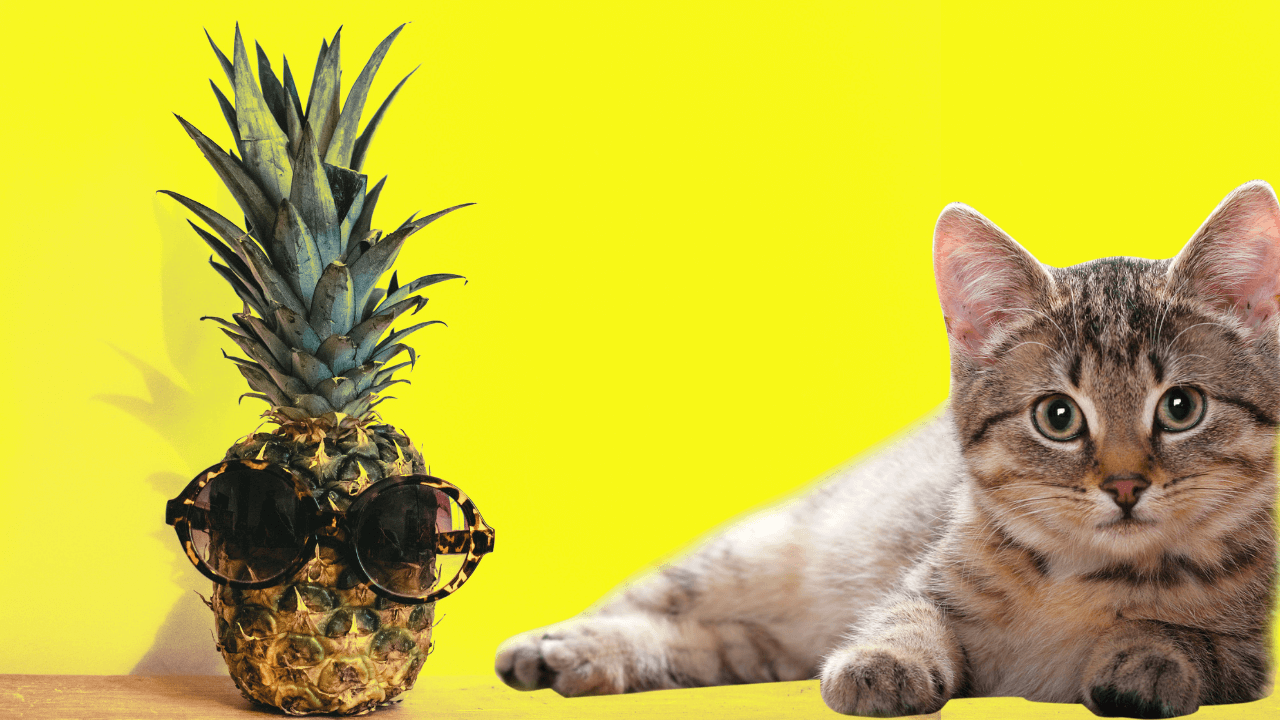 Czy koty mogą jeść ananasa? Wskazówki, fakty i najczęściej zadawane pytania zatwierdzone przez weterynarza
