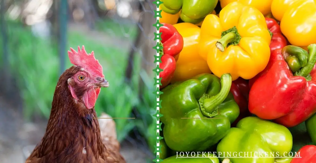 Czy kurczaki mogą jeść paprykę? Fakty dotyczące zdrowia zatwierdzone przez weterynarza & FAQ