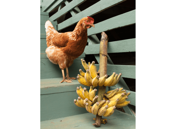 Czy banany mogą być szkodliwe dla kurcząt?
