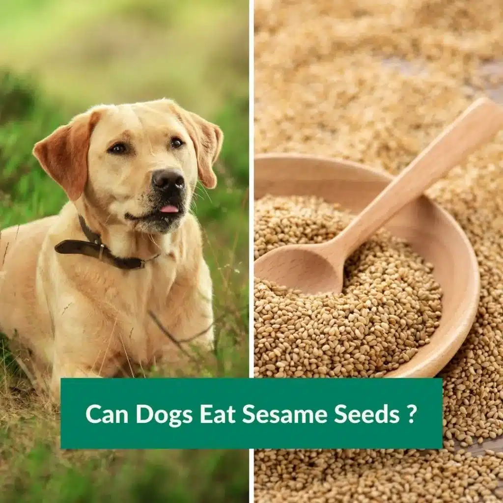 Czy olej sezamowy jest zdrowy dla psów?