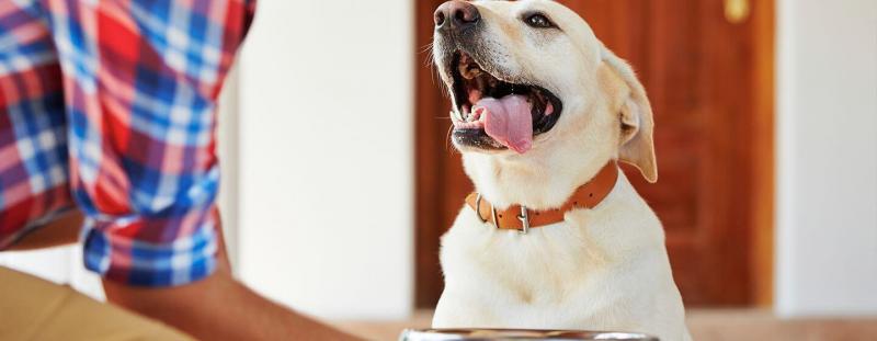 Czy psy potrafią się śmiać? Rodzaje, fakty i najczęściej zadawane pytania