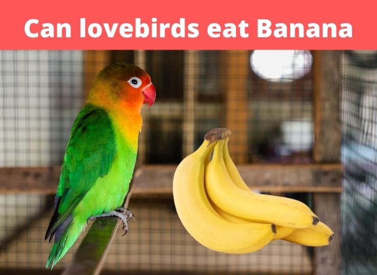 Czy wszystkie ptaki jedzą banany?