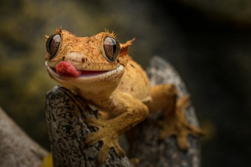 Czy gekony czubate mogą jeść mączniki? Sprawdzone przez weterynarza fakty i często zadawane pytania