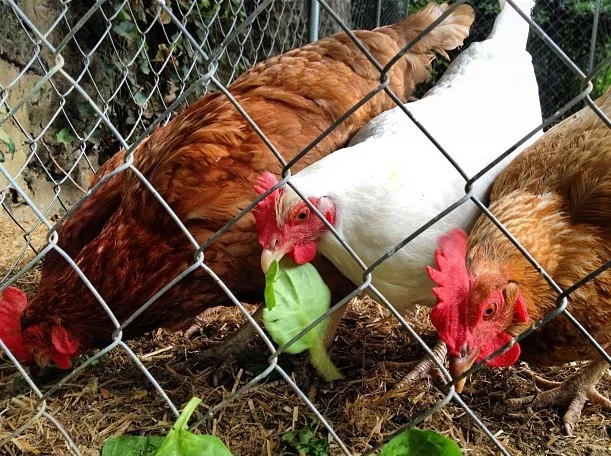 Czy kurczaki mogą jeść szpinak? Wartości odżywcze i często zadawane pytania