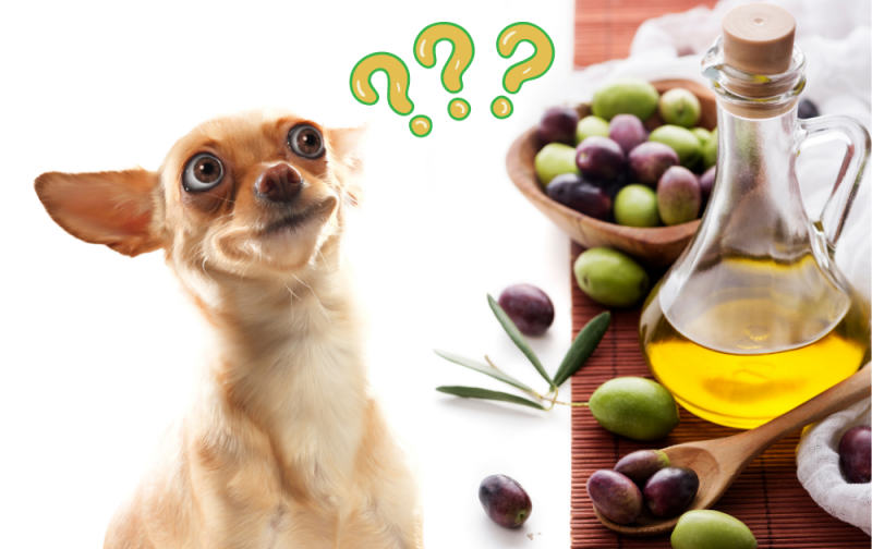 Czy psy mogą jeść oliwę z oliwek? Odpowiedź weterynarza