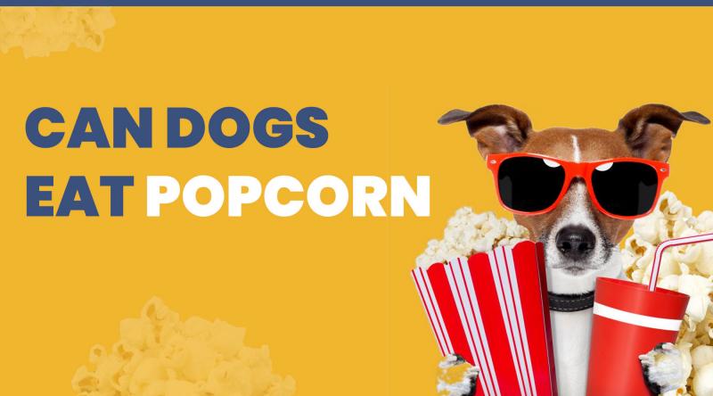 Popcorn, który jest niezdrowy dla psa